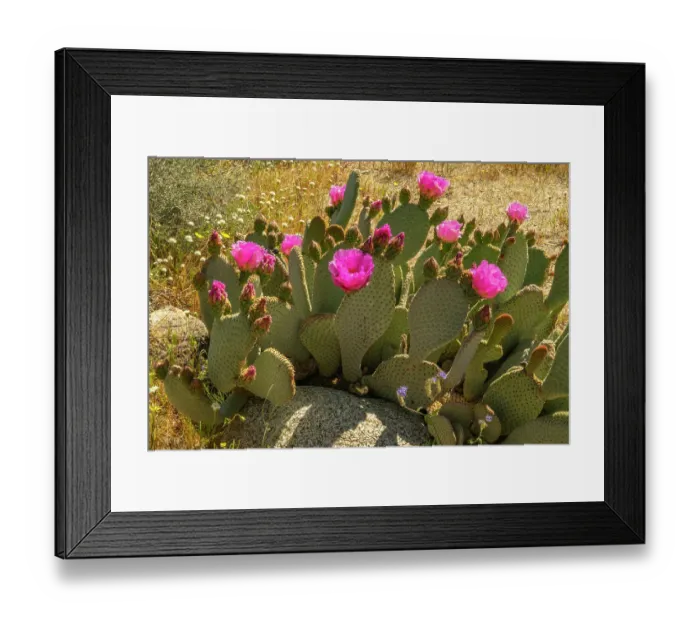 Framed Print : USA, California, Anza Borrego Desert State Park. Blooming beavertail cactus close-up. ©Cathy & Gordon Illg / Jaynes Gallery / DanitaDelimont.com Framed Print : USA, California, Anza Borrego Desert State Park. Blooming beavertail cactus close-up. ©Cathy & Gordon Illg / Jaynes Gallery / DanitaDelimont.com