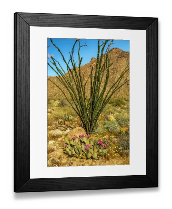 Framed Print : USA, California, Anza Borrego Desert State Park. Blooming beavertail cactus and ocotillo plant. ©Cathy & Gordon Illg  /  Jaynes Gallery  /  DanitaDelimont.com