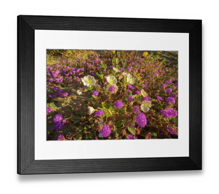Framed Print : USA, California, Anza Borrego Desert State Park. Blooming desert flowers. ©Cathy & Gordon Illg  /  Jaynes Gallery  /  DanitaDelimont.com