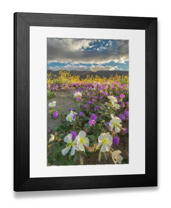 Framed Print : USA, California, Anza Borrego Desert State Park. Blooming desert flowers. ©Cathy & Gordon Illg / Jaynes Gallery / DanitaDelimont.com Framed Print : USA, California, Anza Borrego Desert State Park. Blooming desert flowers. ©Cathy & Gordon Illg / Jaynes Gallery / DanitaDelimont.com