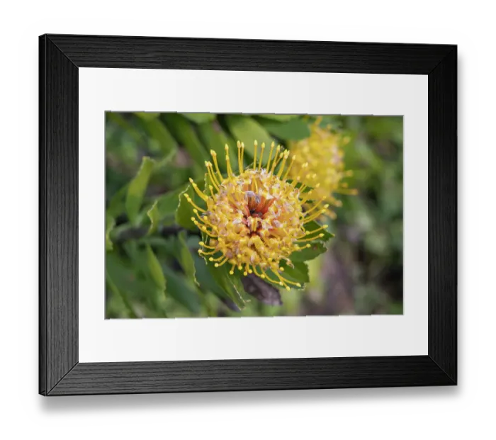 Framed Print : Aldeia da Cuada, Azores, Portugal. Yellow wildflowers on Flores Island Framed Print : Aldeia da Cuada, Azores, Portugal. Yellow wildflowers on Flores Island