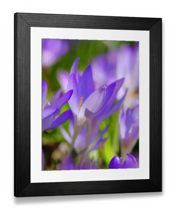 Framed Print : Woodland crocus, Germany Framed Print : Woodland crocus, Germany