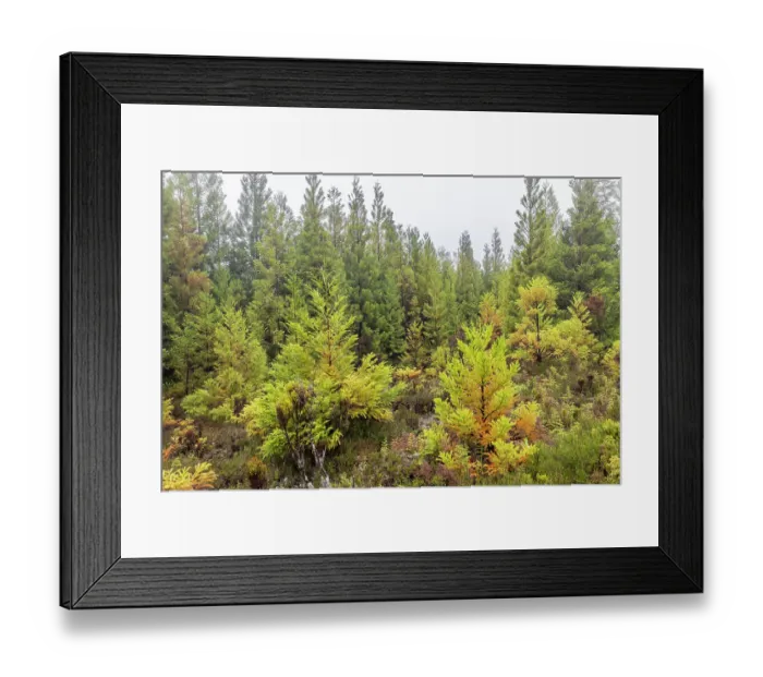 Framed Print : Terceira, Azores, Portugal. Lush green conifer trees Framed Print : Terceira, Azores, Portugal. Lush green conifer trees