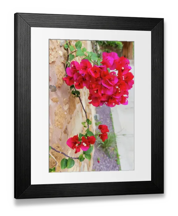 Framed Print : Greece, Crete, Chania, Old Town. Red bougainvillea flowers and vine on old stone wall Framed Print : Greece, Crete, Chania, Old Town. Red bougainvillea flowers and vine on old stone wall