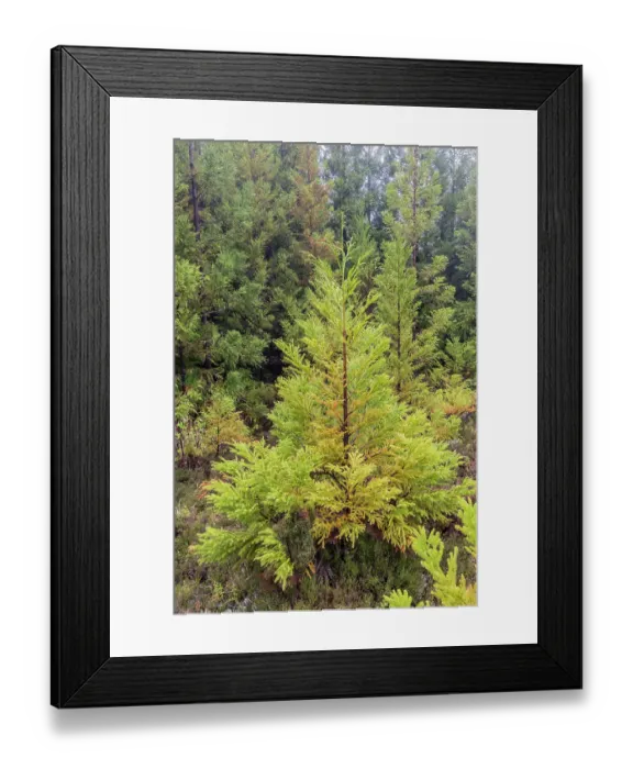 Framed Print : Terceira, Azores, Portugal. Lush green conifer trees