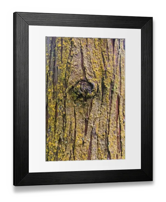 Framed Print : Terceira, Azores, Portugal. Bark of a conifer tree