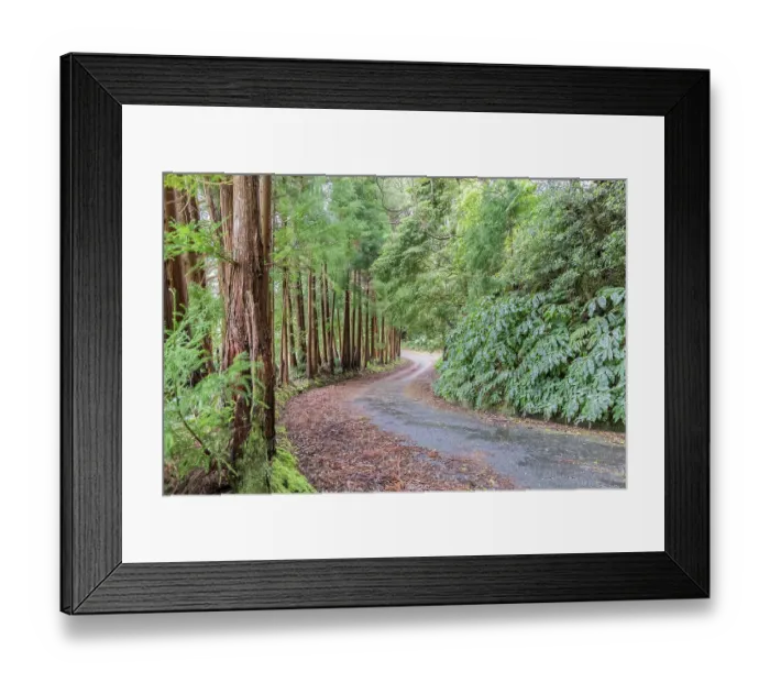 Framed Print : Terceira, Azores, Portugal. Road through the forest on Terceira Island, Azores