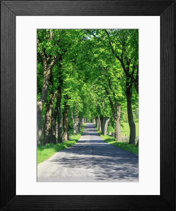 Framed Print : Poland, near Zlocieniec (Falkenburg in German). Tree-lined country road in Pomerania Framed Print : Poland, near Zlocieniec (Falkenburg in German). Tree-lined country road in Pomerania