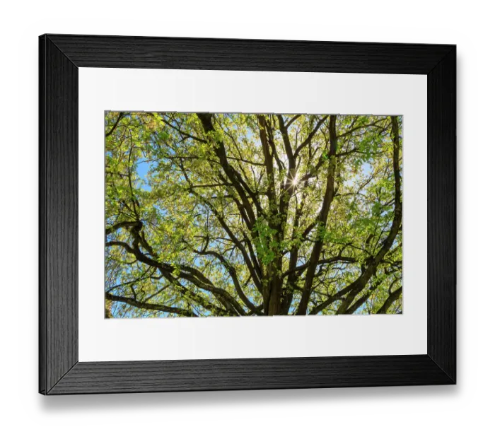 Framed Print : Sun Star through tree Framed Print : Sun Star through tree