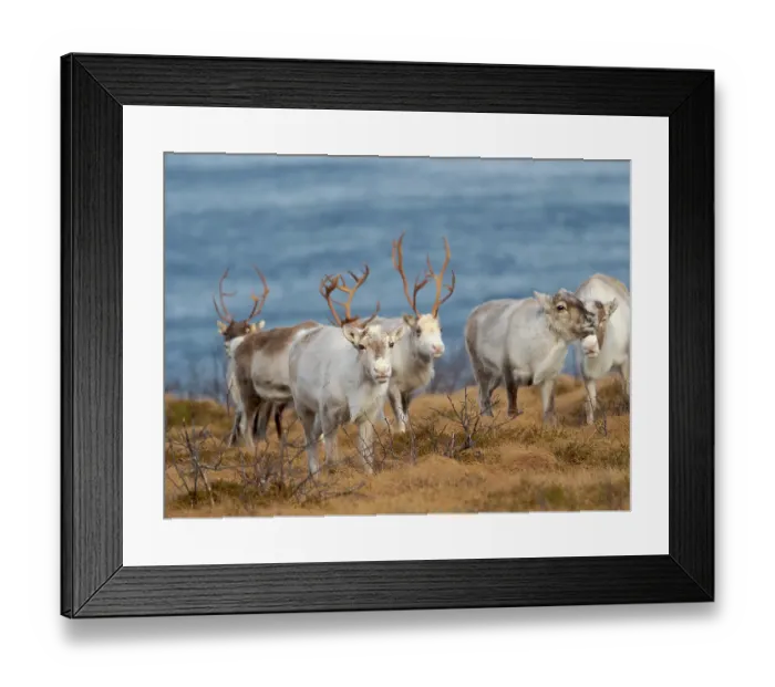 Framed Print : Semi-domesticated reindeer on the island Senja near Mefjordvaer during late winter. Norway Framed Print : Semi-domesticated reindeer on the island Senja near Mefjordvaer during late winter. Norway