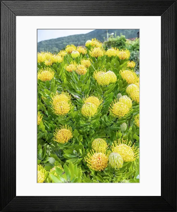 Framed Print : Aldeia da Cuada, Azores, Portugal. Yellow wildflowers on Flores Island