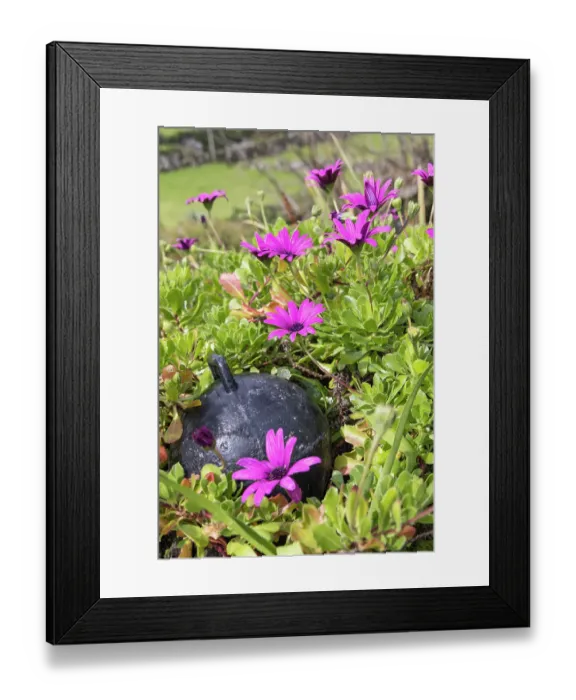 Framed Print : Aldeia da Cuada, Flores, Azores, Portugal. Pink wildflowers on Flores Island