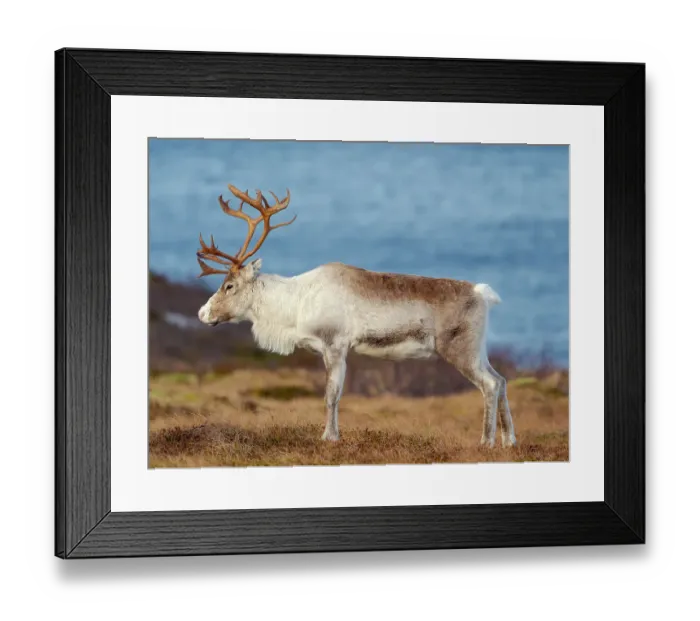 Framed Print : Semi-domesticated reindeer, female, on the island Senja near Mefjordvaer during late winter. Norway Framed Print : Semi-domesticated reindeer, female, on the island Senja near Mefjordvaer during late winter. Norway