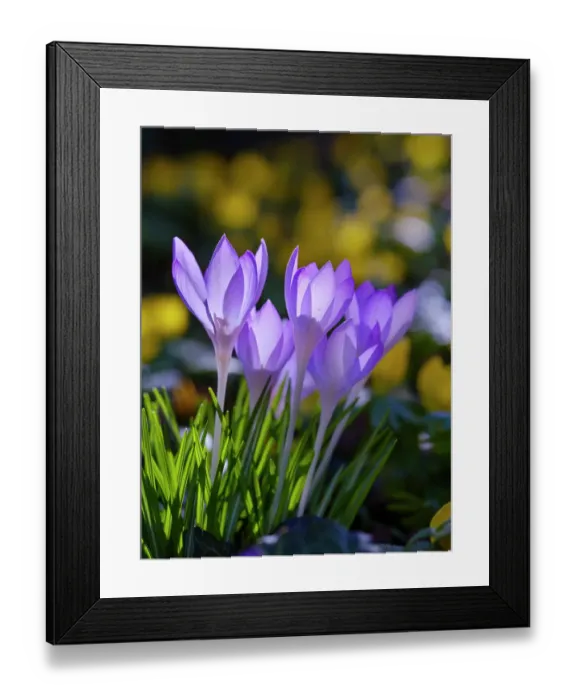Framed Print : Woodland crocus in the background winter aconite, Germany Framed Print : Woodland crocus in the background winter aconite, Germany