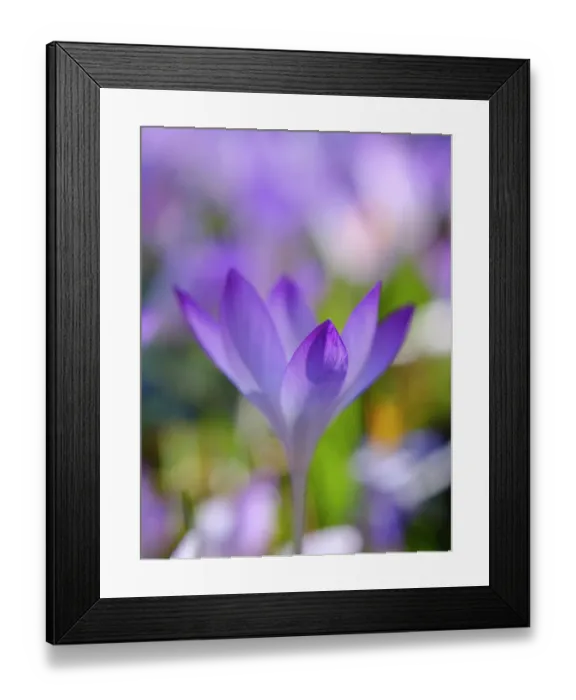 Framed Print : Woodland crocus, Germany Framed Print : Woodland crocus, Germany
