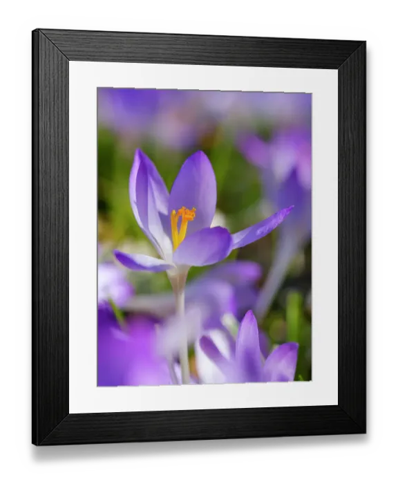 Framed Print : Woodland crocus, Germany Framed Print : Woodland crocus, Germany
