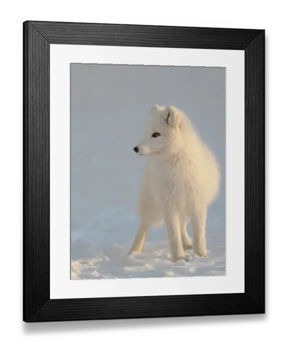Framed Print : Arctic fox in snow during winter at Gronfjorden in Nordenskiold Land, Norway, Svalbard Framed Print : Arctic fox in snow during winter at Gronfjorden in Nordenskiold Land, Norway, Svalbard
