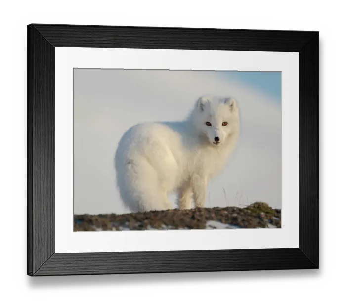 Framed Print : Arctic fox in snow during winter at Gronfjorden in Nordenskiold Land, Norway, Svalbard