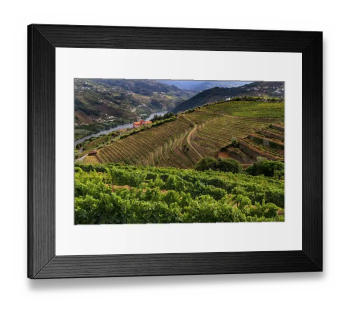 Framed Print : Terraced vineyards in the Douro Valley of Portugal