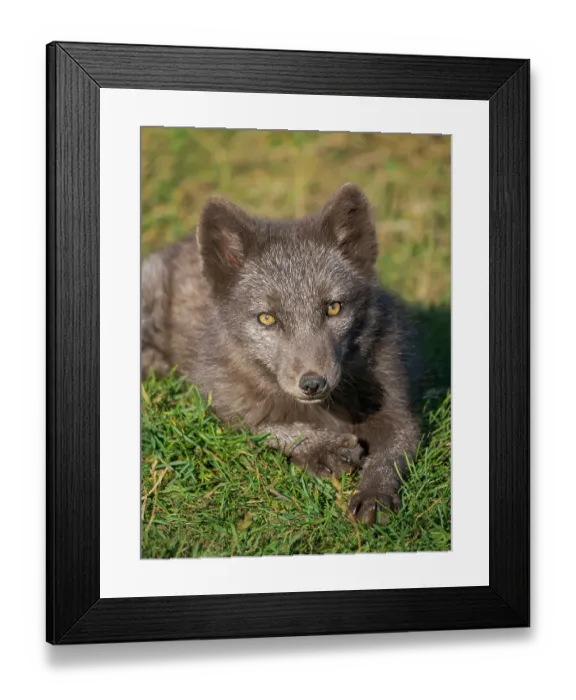Framed Print : Young Arctic fox, blue morph, in an enclosure for orphaned arctic foxes of the Melrakkasetur (Arctic Fox Research Center). Iceland Framed Print : Young Arctic fox, blue morph, in an enclosure for orphaned arctic foxes of the Melrakkasetur (Arctic Fox Research Center). Iceland
