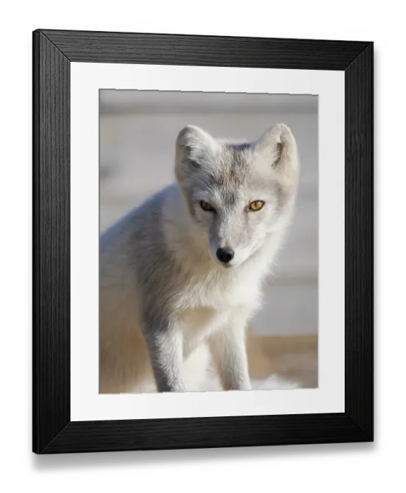 Framed Print : Young white Arctic fox in an enclosure for orphaned arctic foxes of the Melrakkasetur (Arctic Fox Research Center). Iceland