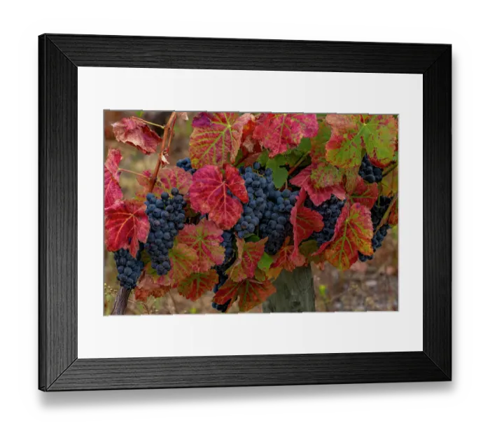 Framed Print : Mature grapes on the Vine at Quinta da Portal Winery in Celeiros, Portugal Framed Print : Mature grapes on the Vine at Quinta da Portal Winery in Celeiros, Portugal