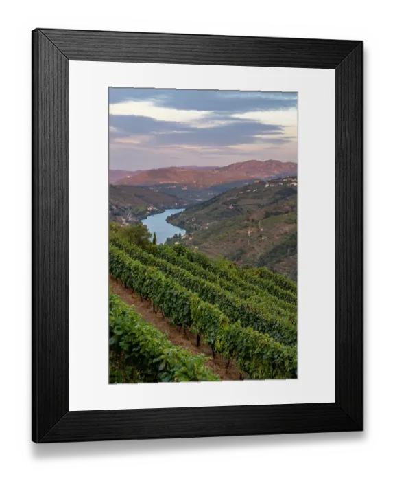 Framed Print : Terraced vineyards in the Douro Valley of Portugal