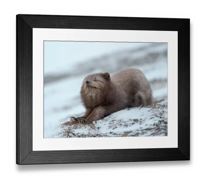 Framed Print : Arctic fox, blue morph, in snow during winter close to Pyramiden in Dickson-Land. Norway, Svalbard Framed Print : Arctic fox, blue morph, in snow during winter close to Pyramiden in Dickson-Land. Norway, Svalbard