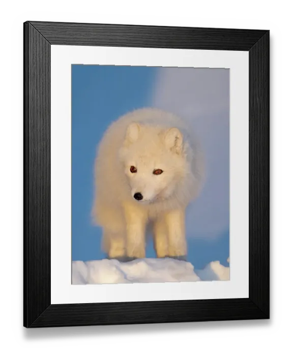 Framed Print : Arctic fox in snow during winter at Gronfjorden in Nordenskiold Land, Norway, Svalbard
