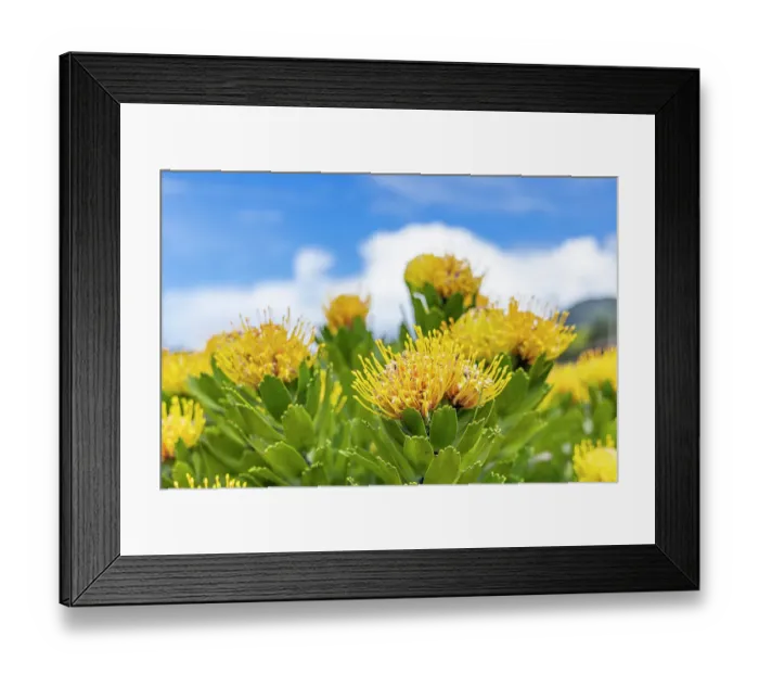 Framed Print : Aldeia da Cuada, Azores, Portugal. Yellow wildflowers on Flores Island Framed Print : Aldeia da Cuada, Azores, Portugal. Yellow wildflowers on Flores Island