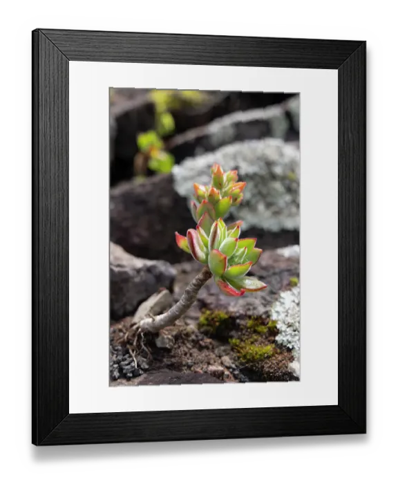 Framed Print : Aldeia da Cuada, Azores, Portugal. Succulent plant on Flores Island Framed Print : Aldeia da Cuada, Azores, Portugal. Succulent plant on Flores Island