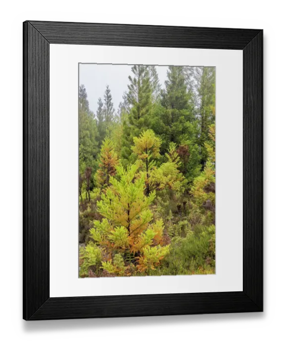 Framed Print : Terceira, Azores, Portugal. Lush green conifer trees Framed Print : Terceira, Azores, Portugal. Lush green conifer trees