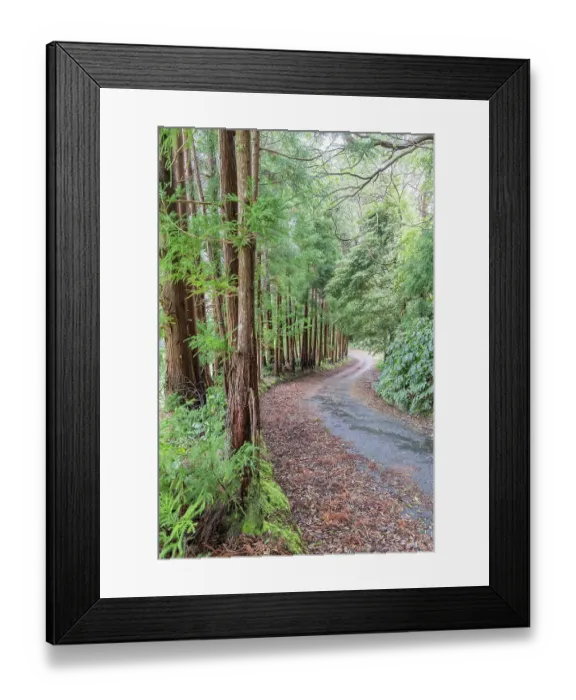 Framed Print : Terceira, Azores, Portugal. Road through the forest on Terceira Island, Azores Framed Print : Terceira, Azores, Portugal. Road through the forest on Terceira Island, Azores
