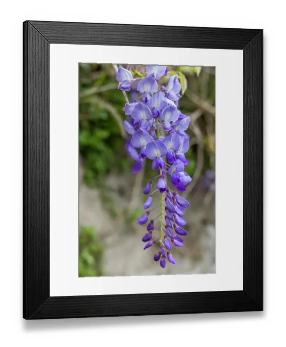 Framed Print : Terceira Island, Azores, Portugal. Purple wisteria flowers in Angra do Heroismo
