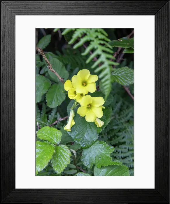 Framed Print : Terceira, Azores, Portugal. Wildflowers and lush greenery