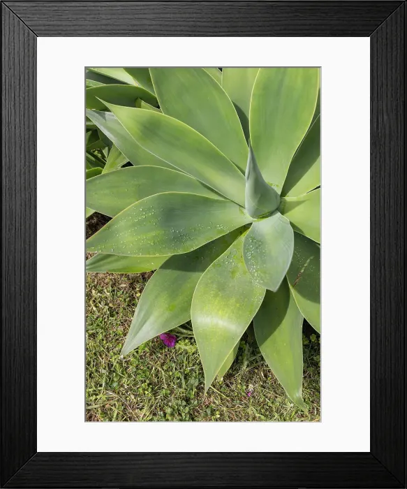 Framed Print : Aldeia da Cuada, Flores, Azores, Portugal. Green plant on Flores Island Framed Print : Aldeia da Cuada, Flores, Azores, Portugal. Green plant on Flores Island