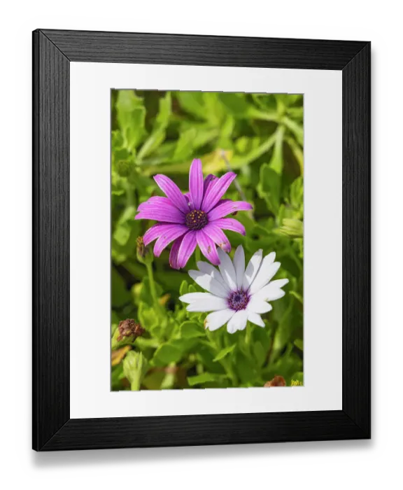 Framed Print : Aldeia da Cuada, Flores, Azores, Portugal. Pink and white wildflowers on Flores Island Framed Print : Aldeia da Cuada, Flores, Azores, Portugal. Pink and white wildflowers on Flores Island