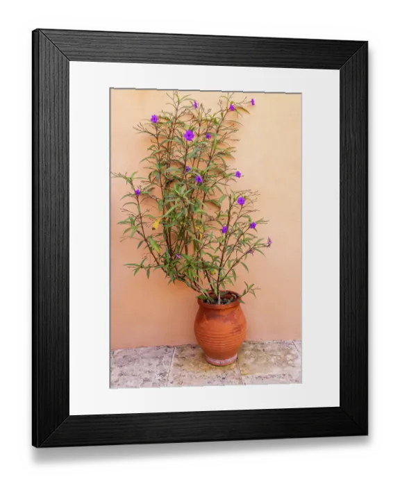 Framed Print : Greece, Crete, Akrotiri. Agia Triada (Holy Trinity) Monastery. Mexican petunia (Ruellia simplex) in a pot