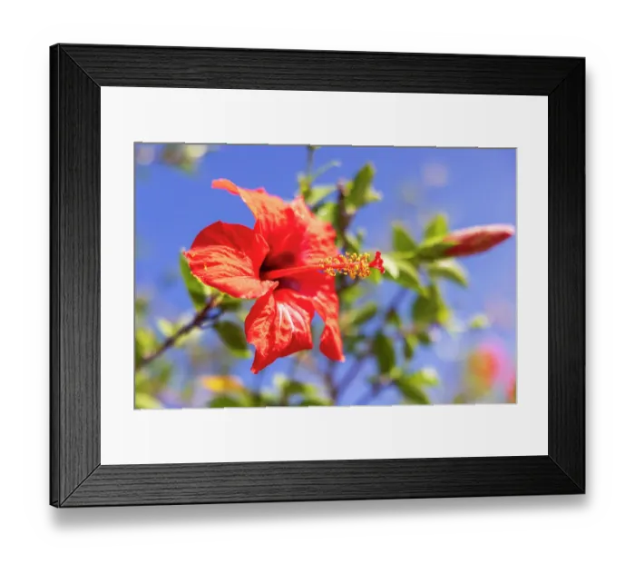 Framed Print : Red Hibiscus flower, in the mallow family, Malvaceae. Greece, Crete, Chania. Aptera Framed Print : Red Hibiscus flower, in the mallow family, Malvaceae. Greece, Crete, Chania. Aptera