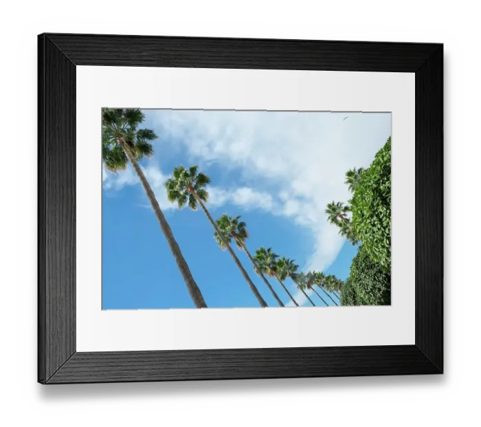 Framed Print : Marbella, Spain. Palm trees and clouds Framed Print : Marbella, Spain. Palm trees and clouds