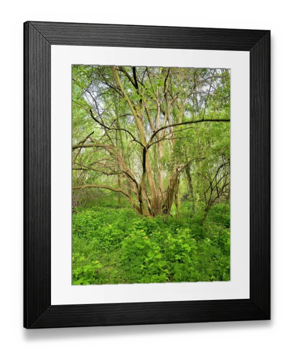 Framed Print : Italy, Lombardy, Mantua. Forest and yellow blooming flowers Framed Print : Italy, Lombardy, Mantua. Forest and yellow blooming flowers
