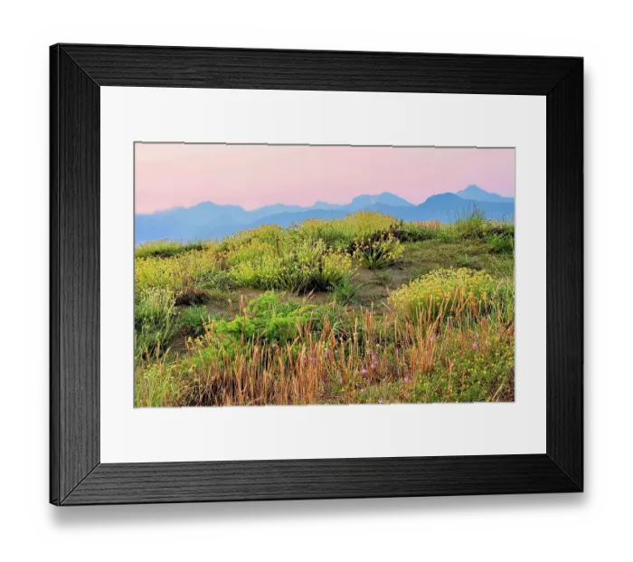 Framed Print : Italy, Tuscany, dunes at dusk during blooming season. Apuan Alps in the far background Framed Print : Italy, Tuscany, dunes at dusk during blooming season. Apuan Alps in the far background