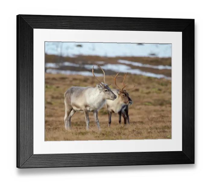 Framed Print : Semi-domesticated reindeer on the island Senja near Mefjordvaer during late winter. Norway