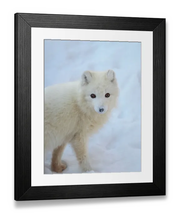 Framed Print : Arctic fox in snow during winter at Gronfjorden in Nordenskiold Land, Norway, Svalbard