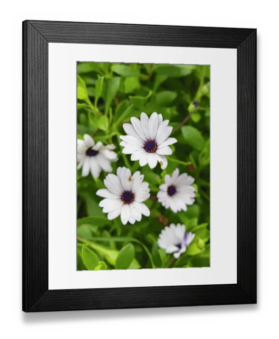 Framed Print : Quatro Ribeiras, Terceira, Azores, Portugal. Wildflowers in a field on Terceira Island, Azores Framed Print : Quatro Ribeiras, Terceira, Azores, Portugal. Wildflowers in a field on Terceira Island, Azores