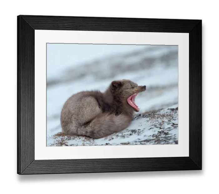 Framed Print : Arctic fox, blue morph, in snow during winter close to Pyramiden in Dickson-Land. Norway, Svalbard Framed Print : Arctic fox, blue morph, in snow during winter close to Pyramiden in Dickson-Land. Norway, Svalbard