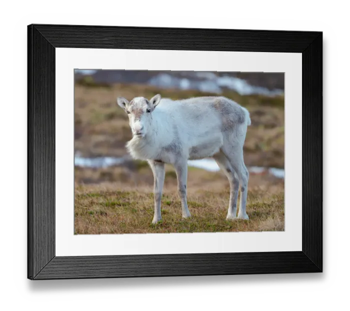 Framed Print : Semi-domesticated reindeer on the island Senja near Mefjordvaer during late winter. Norway Framed Print : Semi-domesticated reindeer on the island Senja near Mefjordvaer during late winter. Norway