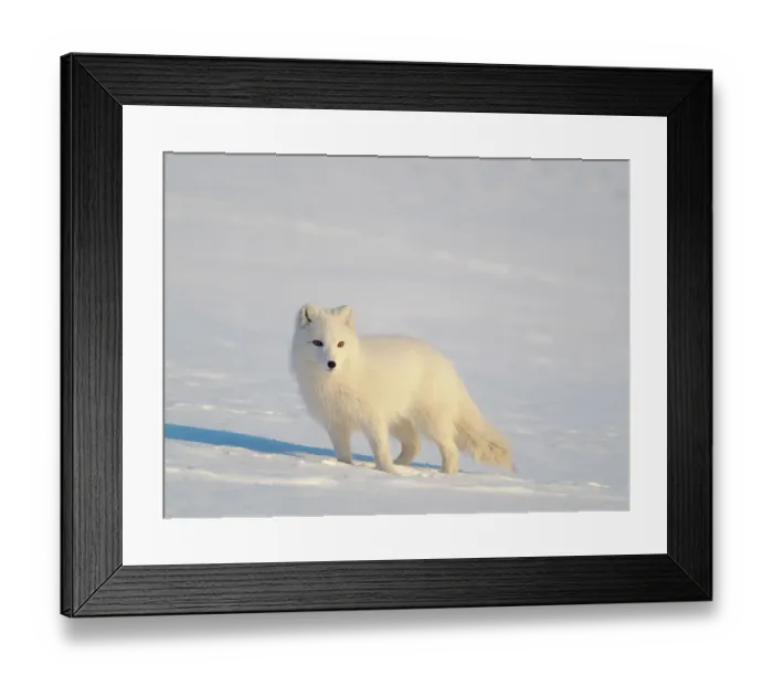 Framed Print : Arctic fox in snow during winter at Gronfjorden in Nordenskiold Land, Norway, Svalbard Framed Print : Arctic fox in snow during winter at Gronfjorden in Nordenskiold Land, Norway, Svalbard