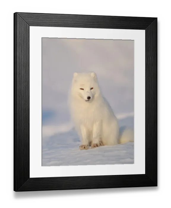 Framed Print : Arctic fox in snow during winter at Gronfjorden in Nordenskiold Land, Norway, Svalbard Framed Print : Arctic fox in snow during winter at Gronfjorden in Nordenskiold Land, Norway, Svalbard