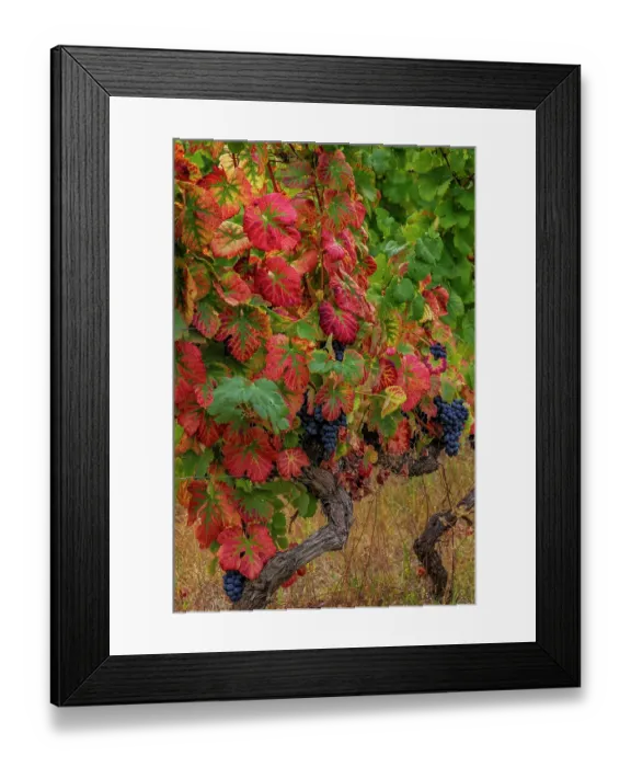 Framed Print : Mature grapes on the Vine at Quinta da Portal Winery in Celeiros, Portugal Framed Print : Mature grapes on the Vine at Quinta da Portal Winery in Celeiros, Portugal